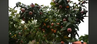 a tree with lots of fruit on it at Blue Resort in Ovaakçaköy