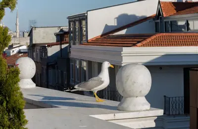 a bird standing on the ledge of a building at Bizim Hotel in Istanbul