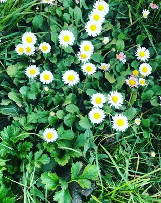 a bunch of white flowers in the grass at Rahat bahçeli polonezköyde butik evimiz in Beykoz