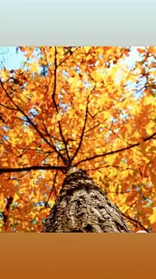 a tree with autumn leaves in the background at Rahat bahçeli polonezköyde butik evimiz in Beykoz