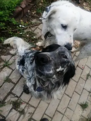 two dogs are standing next to each other at Nerry's Garden Izmit - Rose in Yukarı Mecidiye