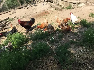 a group of chickens standing in the dirt at Nerry's Garden İzmit - Camellia in Izmit