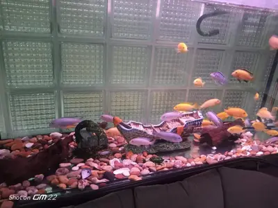 a aquarium filled with lots of different types of fish at City Light Otel in Istanbul