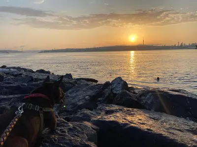 a dog sitting on the rocks near the water at sunset at Blue Star Apartments Old City Center in Istanbul