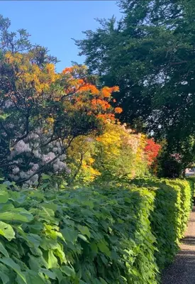 a hedge with colorful trees in the background at Starmax City's Hotel YALOVA in Kâzımiye