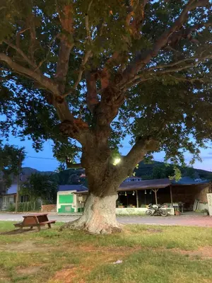 a large tree in a park with a bench at Kalemi Pansiyon in Marmara