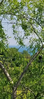 a tree with a view of a field in the background at Meşeliev Pansiyon in Demirköy