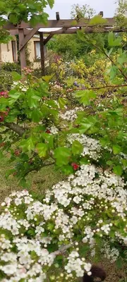 a garden with white flowers in the grass at Meşeliev Pansiyon in Demirköy