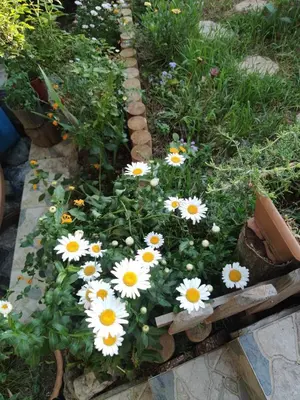 a bunch of daisies in a garden at An Istanbul tale, an Istanbul dream, garden house in Istanbul