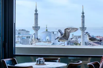 a group of birds sitting on a window with a table at Lions Royal Hotel in Istanbul