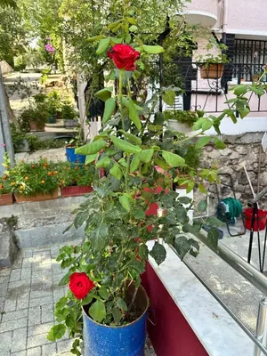 a rose plant in a blue pot on a patio at Garden House Heybeliada in Adalar