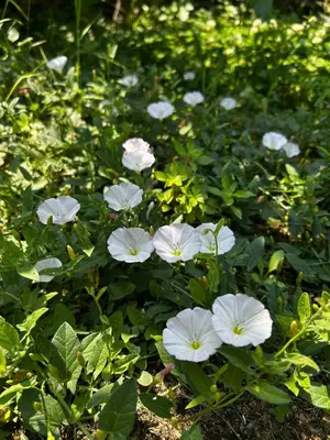 a group of white flowers in a field at Welcome to the presence of history! in Istanbul