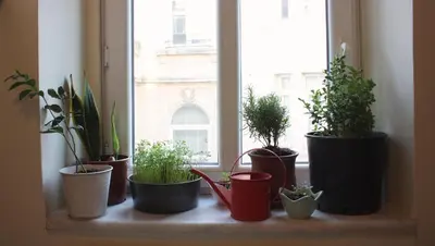 a group of potted plants sitting on a window sill at Stunning 5 Bedroom Sunlit Apartment Galata in Istanbul