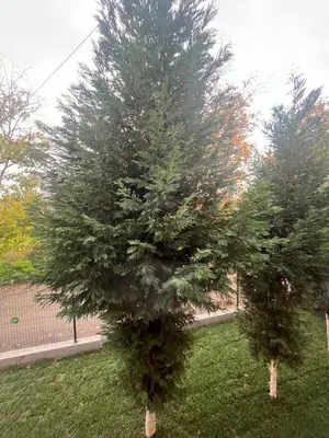 two pine trees in a yard in the grass at Mansion with private pool in Sapanca in Sapanca