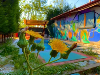 a yellow flower in front of a building with graffiti at Mansion with private pool in Sapanca in Sapanca