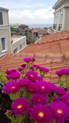 a group of purple flowers in front of a roof at Blue Mosque Suites-Old City Sultanahmet in Istanbul