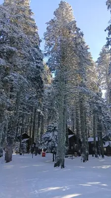 a group of trees with snow on them at Karinna Orman Evleri in Uludag