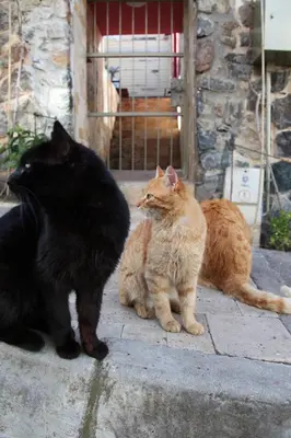 three cats sitting on a sidewalk in front of a door at L'isola Guesthouse in Heybeliada
