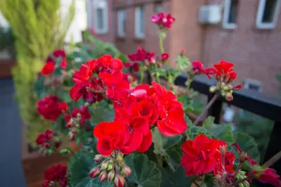 a group of red flowers in a garden at Long Stay İstanbul Residence in Istanbul