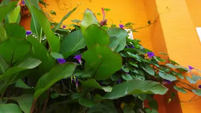 a bunch of green plants next to a wall at Sultan Hostel & Guesthouse in Istanbul