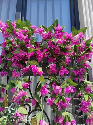 a bunch of purple flowers on a fence at Hotel Estambul in Istanbul