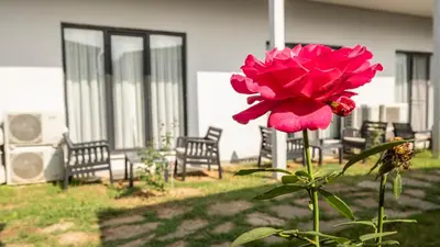 a pink flower in front of a house with chairs at Yalıköy Deniz Otel Istanbul in Yalıköy