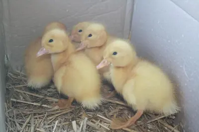 a group of baby chickens sitting in a box at Sapphire Hotel in Agva