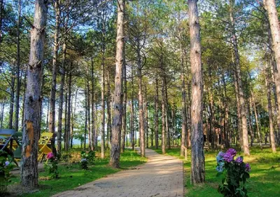 a path through a forest with trees and purple flowers at LONGOSPHERE GLAMPING in Kırklareli