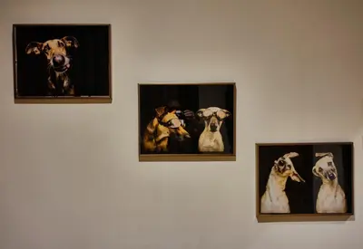 three pictures of dogs on a wall at Reu de Hotel in Istanbul