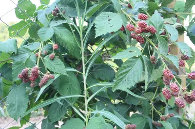 a bunch of berries on a plant with green leaves at Zumrut Bahce in Gokcedere