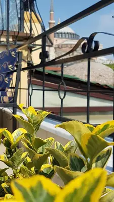 a group of green plants in front of a building at Hotel Peninsula in Istanbul