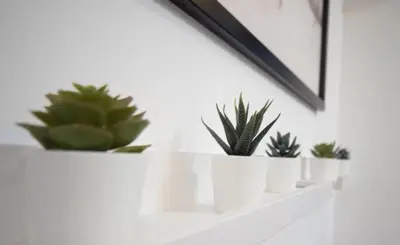 a row of plants sitting on a white shelf at Lika Hotel - Superior Double or Twin Room - Luxury in Istanbul Center in Istanbul