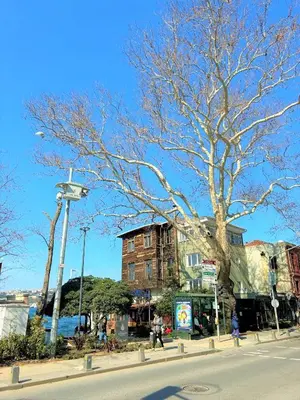a street corner with a tree and a building at Kuzguncuk View in Istanbul