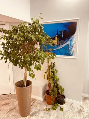 two potted plants in a room with a window at Hodegon Suite Hotel in Istanbul