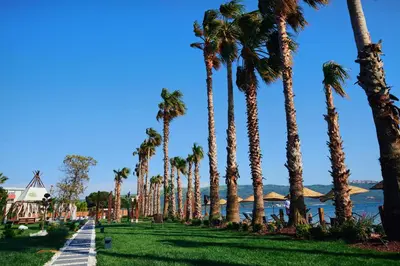 a row of palm trees in a park next to the water at Parmos Otel in Erdek